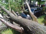 Porywisty wiatr we Włocławku powalił drzewo na cztery samochody, w tym mercedesa. Duże straty - zobaczcie zdjęcia