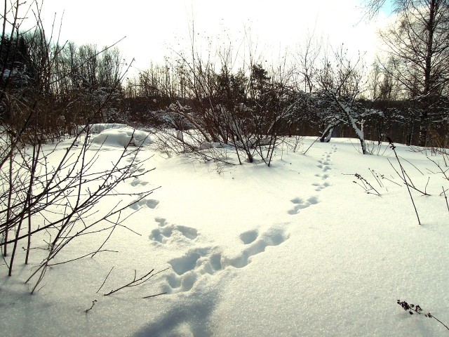 Po opadach śniegu łatwiej dostrzec, którędy wędrują zwierzęta.