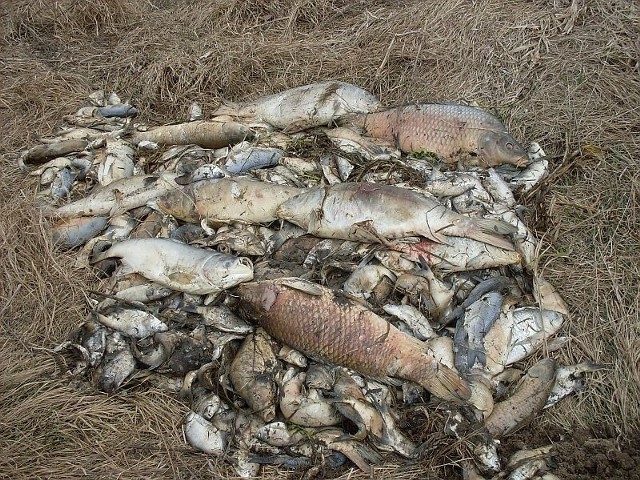 Ryby zimy nie przeżyły | Echo Dnia Świętokrzyskie