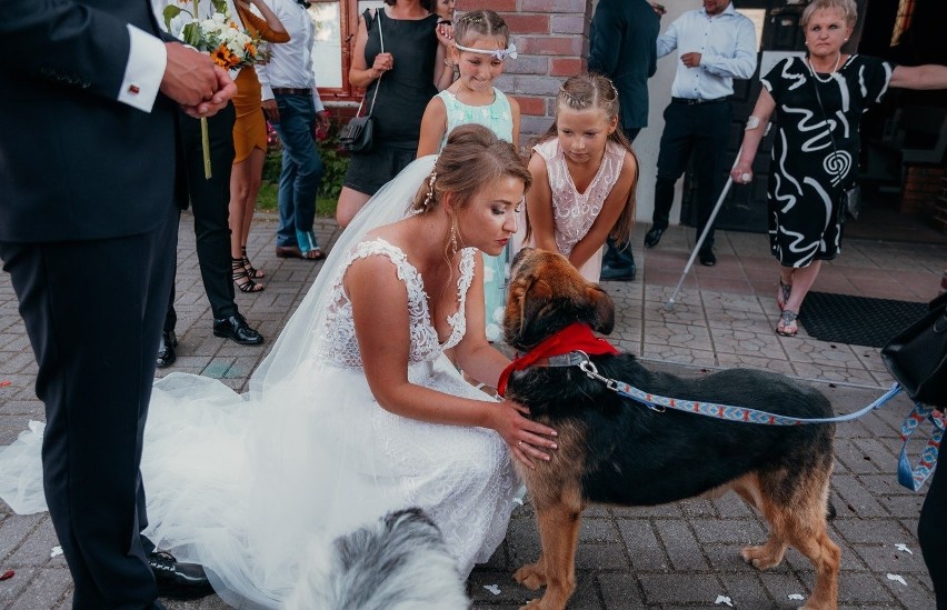 Elek to terrierowaty kilkulatek z charakterem – kocha...