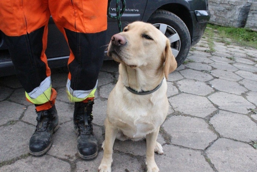 Łódzki strażak z psem uratował chorego sześciolatka [ZDJĘCIA+FILM]