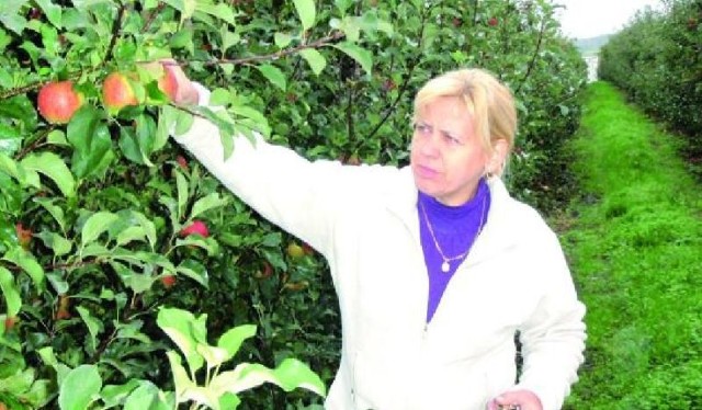 Z powodu niesprzyjającej pogody jabłka trzeba było chronić, więcej pryskać &#8211; tłumaczy Teresa Wykowska z Łomży, zajmująca się uprawą i sprzedażą jabłek