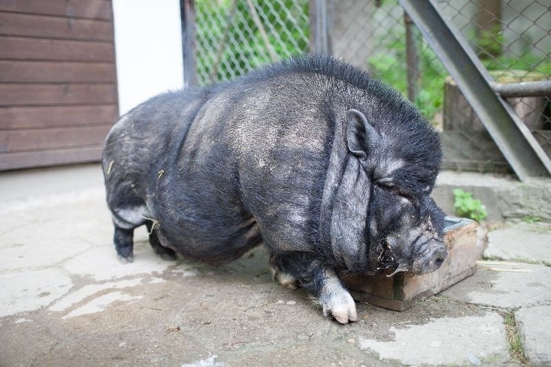 Łódzkie zoo. W kasku do sępa, z daleka od tapira. Te niesforne zwierzaki!