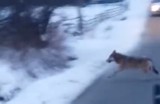 Wilki w Beskidzie Żywieckim. Mieszkaniec Lipowej w drodze do pracy trafił na watahę wilków WIDEO