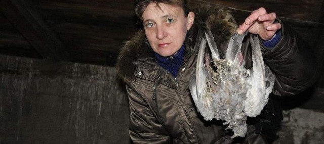 Martwe gołębie i ptasie odchody to także problem sanitarny, który zagraża zdrowiu mieszkańców. Podobnie jak problem z ubikacjami &#8211; tłumaczy Krystyna Joszko.