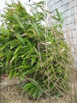 Ekspansywny bambus w ciągu roku może osiągnąć nawet 2 m wysokości.