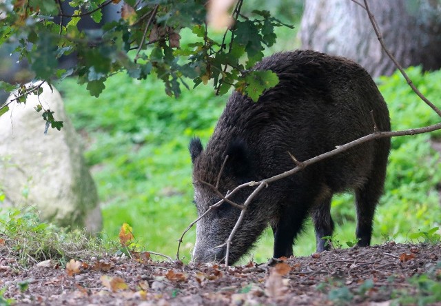 Dziki wchodzące na prywatne tereny, przeważnie przy domkach jednorodzinnych, to w Świnoujściu norma. Na niechcianych gości najbardziej skarżą się mieszkańcy ulicy Krzywej, która sąsiaduje z lasem.