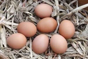 Jaja mają być od zielononóżek, a nie od kur zamkniętych w małych, ciemnych celach!