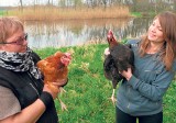 Farma w Nowym Pudłowie koło Poddębic, gdzie szczęśliwe kury znoszą smaczne jajka