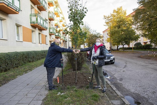 Dzięki staraniom działaczy z Fundacji IMMO ul. Lelewela w Bydgoszczy wzbogaciła się o kolejne 23 drzewa. Społecznicy mają już kolejne plany na zieleń w mieście.