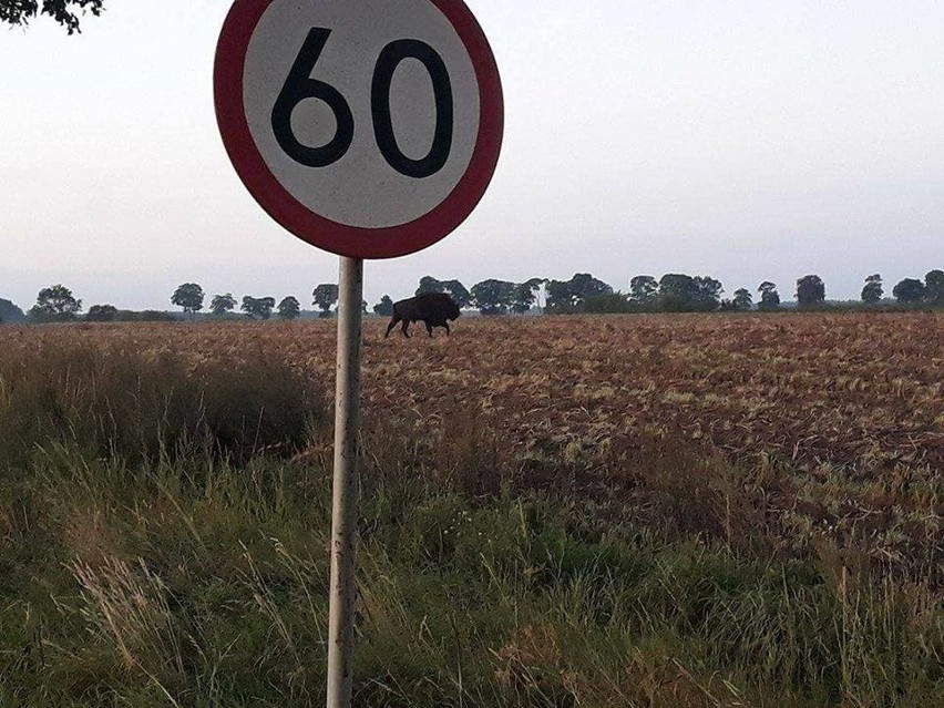 Dotarły do nas kolejne fotografie od naszego Czytelnika,...