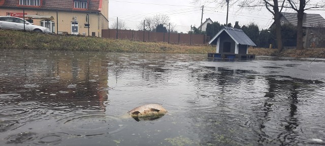 W stawie w Zielonej Górze Łężycy można zobaczyć śnięte ryby.