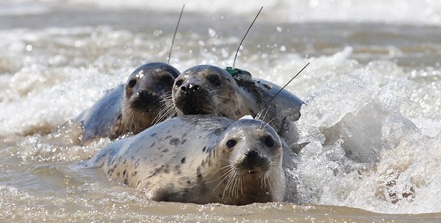 Foki wypuszczone na plaży w Czołpinie.