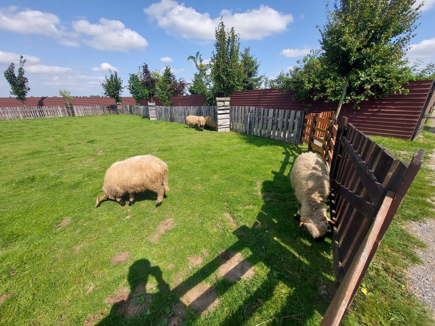 Z wizytą w zoo w Wojciechowie. Zobacz zdjęcia