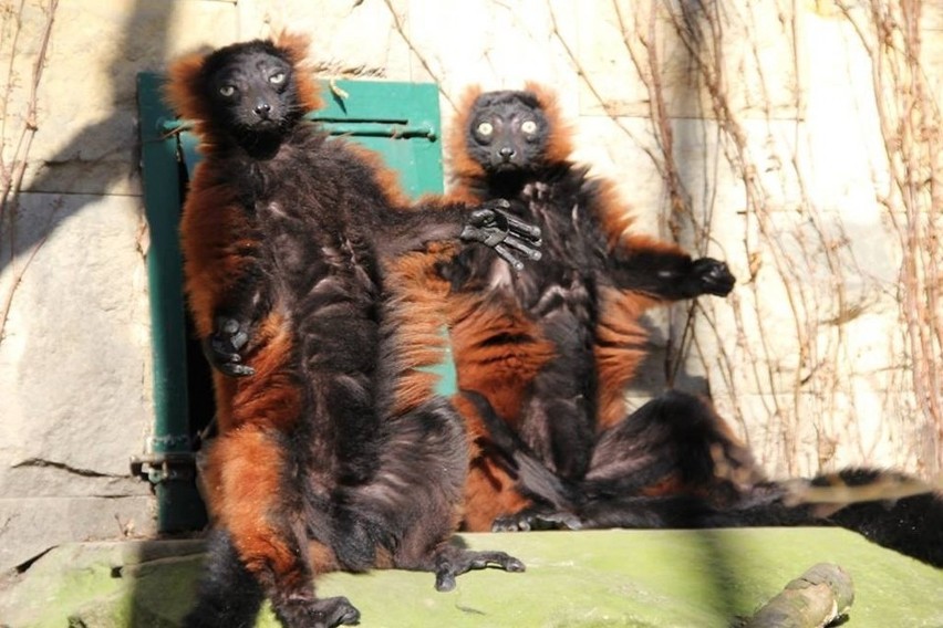 Zoo w Poznaniu: Zwierzaki zażywają kąpieli słonecznych