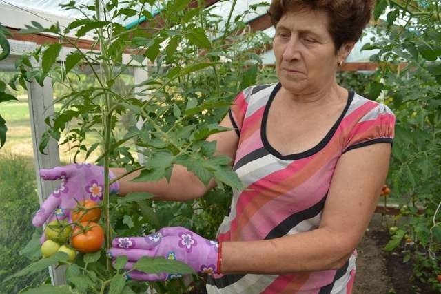 Wanda Grabowska podczas pracy w swoim ogrodzie