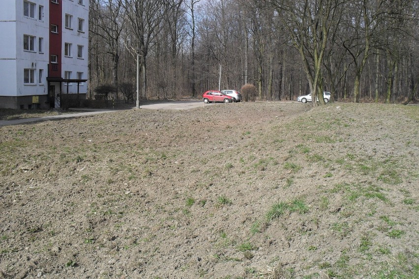 Bytom: Dziki opanowały Miechowice. Niszczą trawniki i ogródki przy blokach