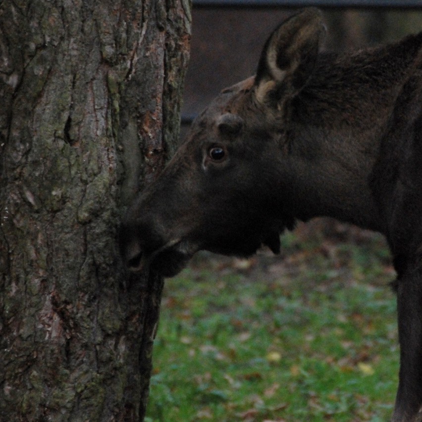 W bydgoskim zoo zamieszkał kilkumiesięczny łoś [ZDJĘCIA, WIDEO]