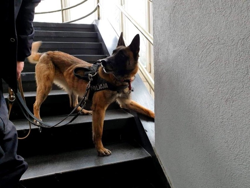 Psy z całego garnizonu szukały narkotyków w teatrze (zdjęcia)