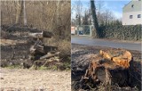 Deweloper wyciął 100-letnie drzewa we Wrocławiu. Miał na to zgodę? "Piękne hasła, a krajobraz katastroficzny"