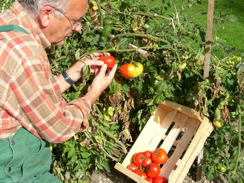 Zbieranie pomidorów...