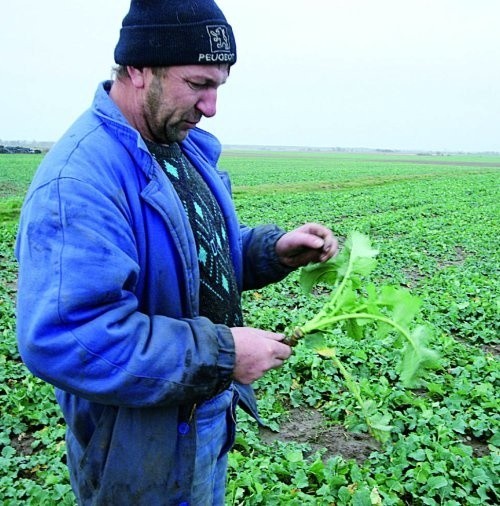 &#8211; Rośliny, zamiast zapaść w sen, nadal wegetują, czyli rosną i rozwijają się &#8211; pokazuje Piotr Miernicki, właściciel 50-hektarowego pola. &#8211; Jeśli mróz nie nadejdzie, stracimy większość upraw.