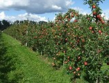 Przetwórnie płacą grosze za jabłka. Sadownicy grożą buntem 