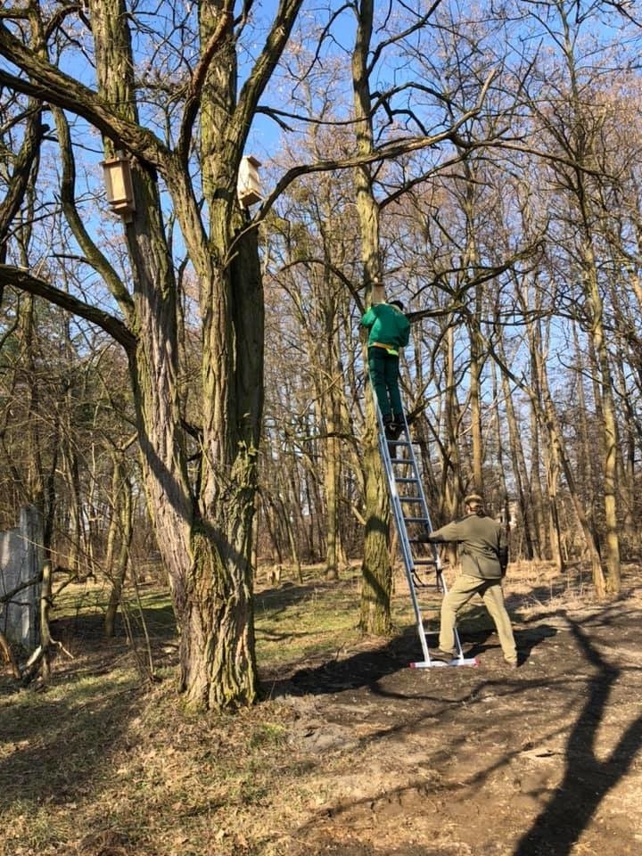 W Lublińcu na drzewach powieszono budki lęgowe. To dar od...