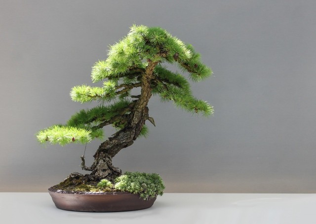 Bonsai powinno wyglądać jak stare drzewo, od lat zmagające się z siłami natury.