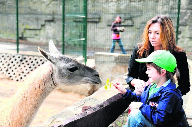 6-letni Paskal i jego mama zatrzymali się nieco dłużej podczas wędrówki po zoo przy wybiegu dla lam.
