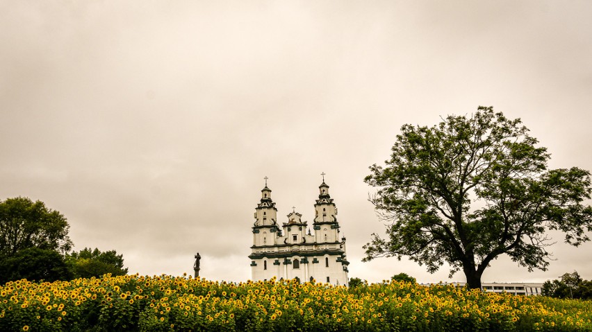 Białystok. W mieście zakwitły pola słoneczników. Co za widok! (zdjęcia)