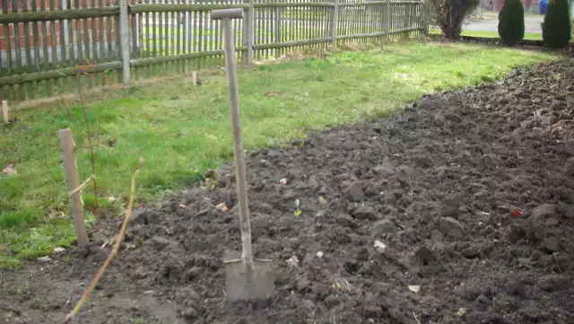 Przekopywanie ziemi w ogrodzie Dobre przekopanie ziemi na jesień to połowa sukcesu. Dzięki dobrze wykonanemu zabiegowi pozbędziemy się wielu niechcianych chwastów.