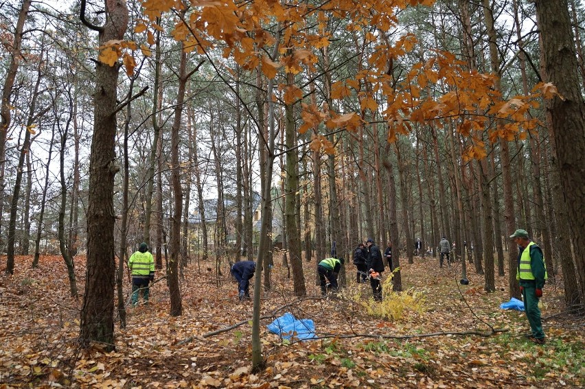 Ostrów. Cmentarz żydowski przy Wołodyjowskiego jest sprzątany przez uczniów i wolontariuszy. Zdjęcia. 4.11.2021