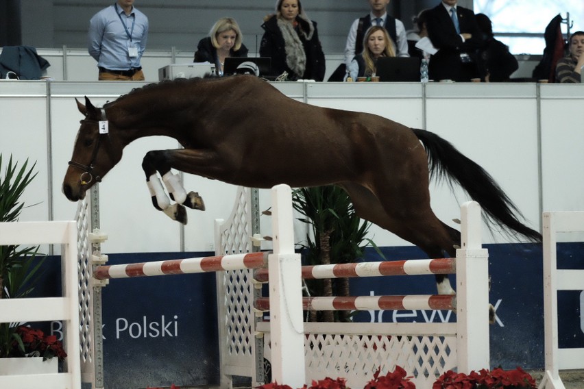 Trwająca w Poznaniu Cavaliada to szansa zobaczenia na żywo...