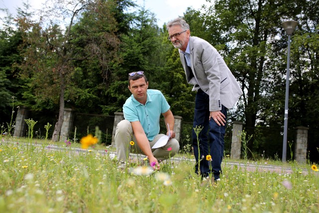 Dyrektor ZZM i kierownik Ogrodu Botanicznego na łące kwietnej