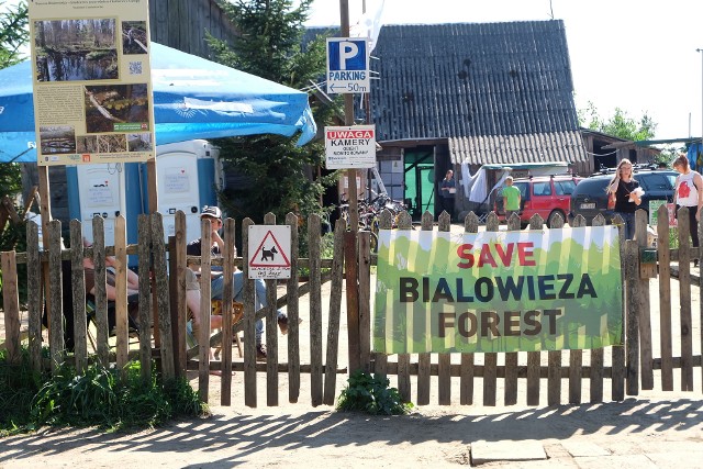 W trzech miejscach Puszczy Białowieskiej aktywiści zablokowali wycinkę