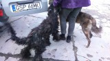 Zagłodzone psy odebrane właścicielce w Sopocie [ZDJĘCIA]