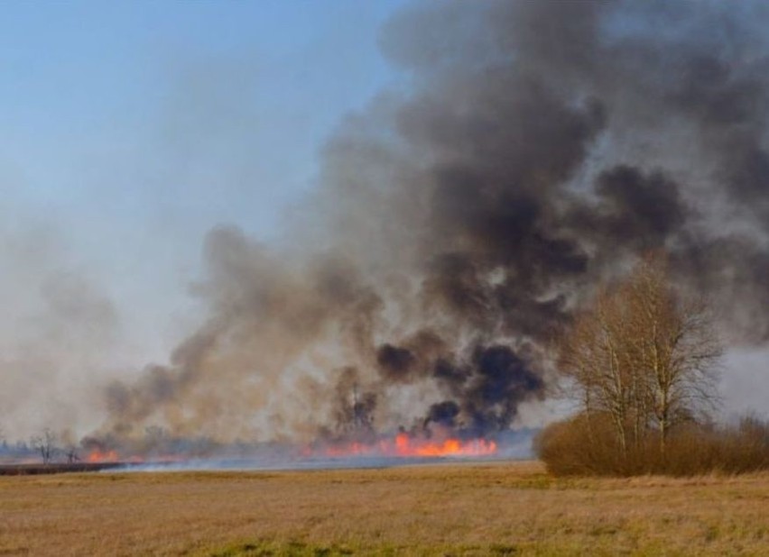 Pożar gasiło ok. 100 strażaków. Spaleniu uległo ok. 150 ha...