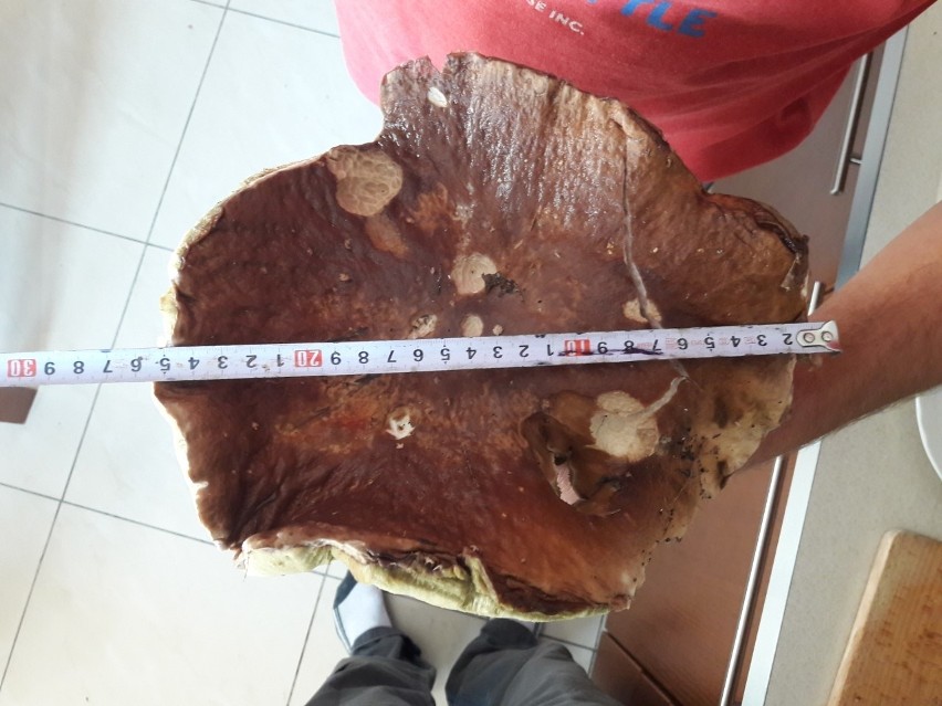 Prawdziwek-gigant waży 1,5 kilograma! Znalazł go grzybiarz w lesie koło Poręby. Co za znalezisko