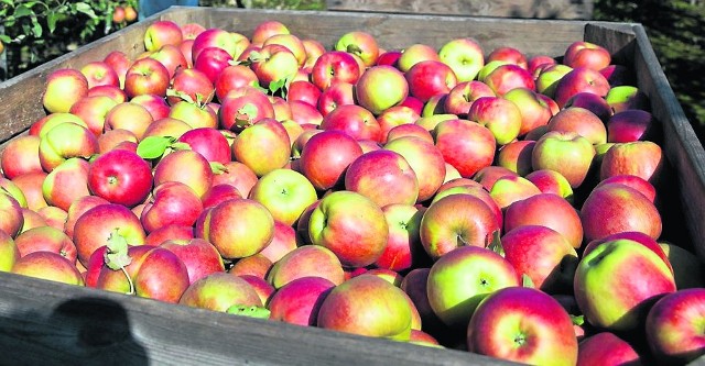 W poprzednim sezonie producenci już od początku próbowali sprzedać jak najwięcej jabłek – i stracili. W tym jest zupełnie inaczej – zdecydowali się je przechować – i także mogą stracić