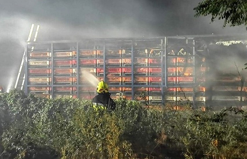 Straszny wypadek na Dolnym Śląsku. Spłonęło 3600 kurczaków