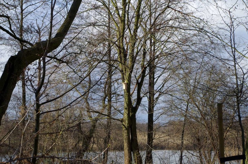 61 budek lęgowych dla ptaków zawisło na poznańskich...