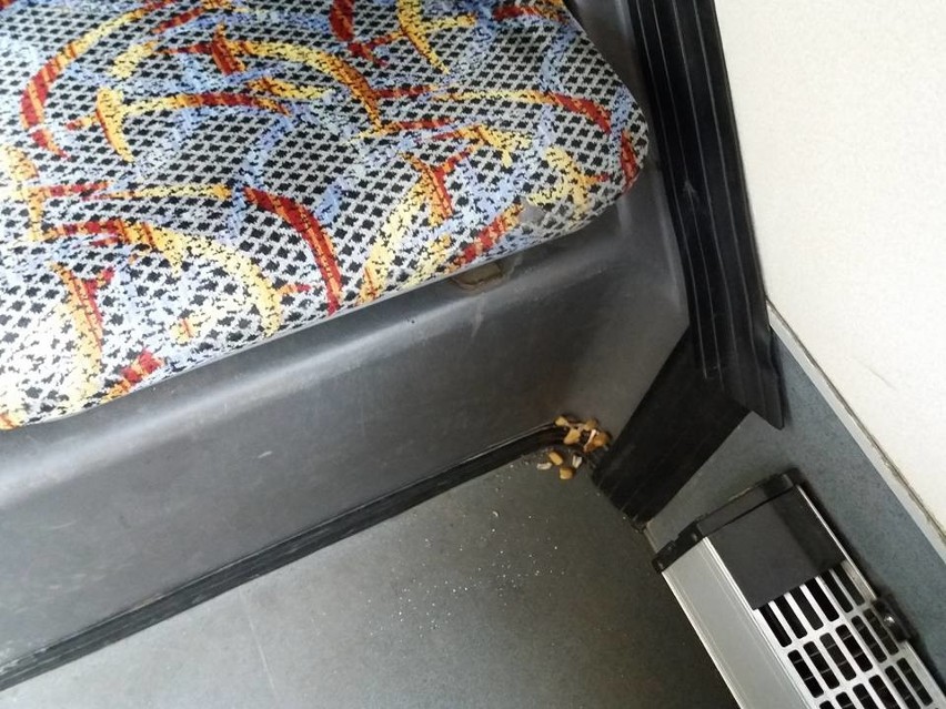 W autobusie MPK jadącym do szpitala wyrosły grzyby [ZDJĘCIA]