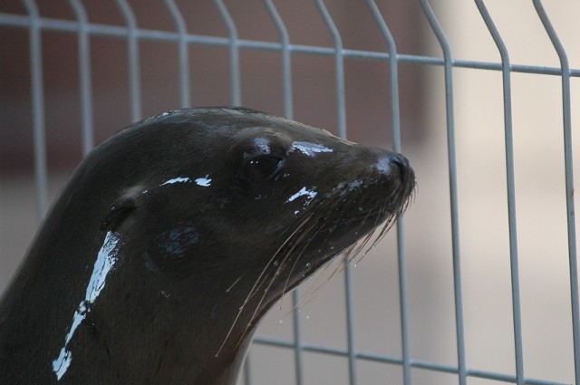 Uchatki to duża atrakcja opolskiego zoo.