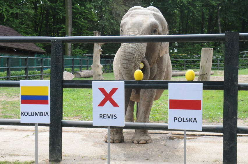 Mundial. Słonica z krakowskiego zoo odbiera złudzenia kibicom biało-czerwonych