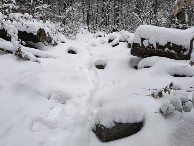 W Masywie Ślęży już prawdziwa zima. We wtorek - 28 listopada śnieg sypał tutaj przez cały dzień. Na najwyższym podwrocławskim szczycie jest już kilkanaście centymetrów białego puchu