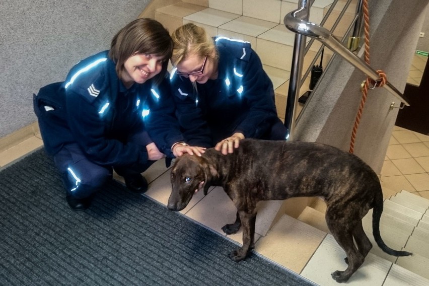 Policjanci z Wydziału Konwojowego KWP w Gorzowie pomogli...