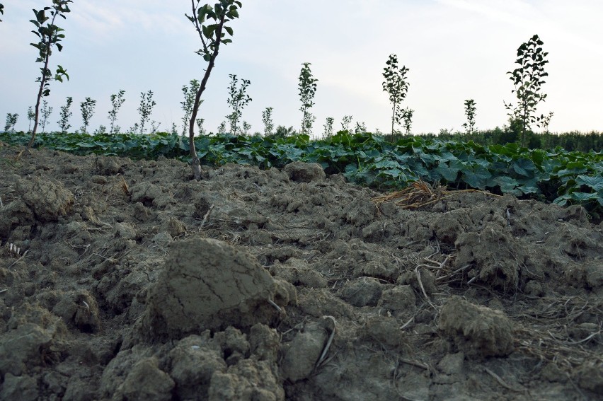Rolnicy cieszą się deszczem, może uratuje plony, ale wciąż jest zbyt sucho [ZDJĘCIA, WIDEO]
