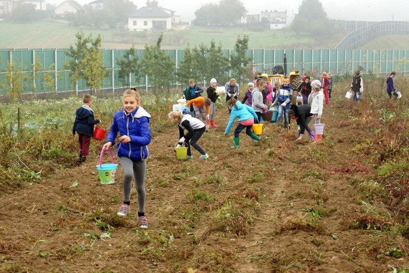 Wykopki: Dzieci z Połomi wzięły udział w tradycyjnych...