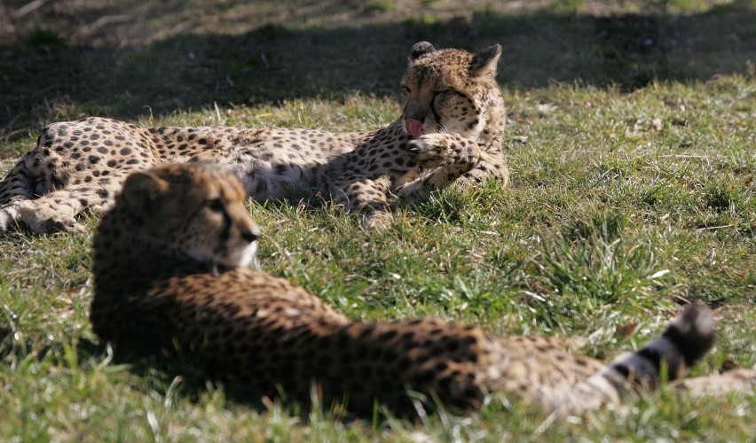 Śląski Ogród Zoologiczny